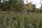 Selective focus shot of wormwood herbs in a field