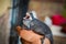 Selective focus shot of a yawning gray Gekkonidae on a men`s hand