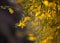 Selective focus shot of the yellow Caesalpinia flowers blooming in the forest