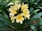 Selective focus shot of yellow clivia flower planted on a garden