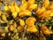 Selective focus shot of yellow Ulex European flower