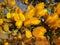 Selective focus shot of yellow Ulex European flower