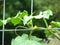 Selective focus shot of a young vine plant crawling on metal trellises