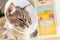 Selective focus of a sick cat with veterinary cone on its head