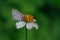 Selective focus side view of a Cassius blue butterfly with closed wings perched on a white flower