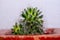 Selective focus Small cactus decoration for home with white hairs