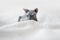 Selective focus. Small gray domestic cat Sphynx close-up and copy space