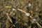 Selective focus on small spiral shells of steppe snails on dried plant stems. Beautiful natural background. Macro shot