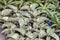 Selective focus Snake plant or Sansevieria kirkii Silver Blue plant in the garden.