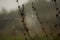 Selective focus of spider web between two stem in a gloomy morning