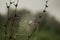 Selective focus of spider web between two stems in a gloomy morning