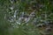 Selective focus of a splash of rainwater on the grass during a heavy rain