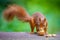 Selective focus of a squirrel side view eating nuts  with the blurred background