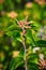 Selective focus of Sugar bush flower(Rhus ovata) in the garden