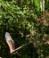 Selective focus of a sunlit eurasian eagle-owl flying over trees with blurred background