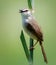 Selective focus of a Tawny-flanked Prinia standing on the grass under the sunlight at daytime