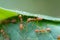 Selective focus team works red ants create their nest by green tree leaf