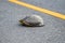 Selective focus Thai Snapping Turtles with leech on shell crossing a paved road in Thailand