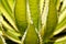 Selective Focus of Thorncrest Century Plant Agave Details