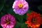 Selective focus on three corollas of colored zinnias Asteraceae family seen from above