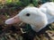 Selective Focus of Tied Aylesbury Ducks on the Ground