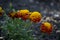 Selective focus to a front group of short and tall Marigold flower had bright orange petals