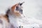 In selective focus a triple colored kitty sitting on ground floor white white background