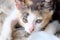 In selective focus a triple colored kitty sitting on the ground floor white white dark background