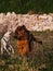 Selective focus of two dogs playing in a park