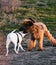 Selective focus of two dogs playing in park