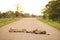 Selective focus of two female lions lying on a roadway in a game reserve