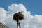 Selective focus on two storks in a large nest on a concrete pillar against a blue sky