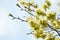 Selective focus of Ulmus minor samara on the tree, Elm flowers in early spring, Elms are deciduous and semi-deciduous trees compri