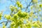 Selective focus of Ulmus minor samara on the tree, Elm flowers in early spring, Elms are deciduous and semi-deciduous trees compri