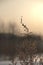 Selective focus vertical image of dry plant in contour light at sunset at Twilight, dark cold tinting. ready to print poster for