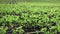 Selective focus view of back lit young soybean plants in a field on a sunny afternoon