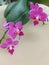 Selective focus view of blooming and beautiful phalaenopsis equestris orchid flower.