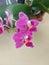 Selective focus view of blooming and beautiful phalaenopsis equestris orchid flower.