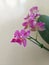 Selective focus view of blooming and beautiful phalaenopsis equestris orchid flower.