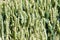 Selective Focus View of Green wheat Heads