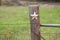 Selective focus view of grungy star on old fence post in Texas