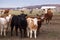 Selective focus view of large black Angus calf standing staring with smaller calves in different breeds