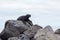 Selective focus view of large fierce looking male marine iguana seen in perched on pile of rocks