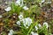 Selective focus view of unseasonal late spring snow falling on pretty pale blue glory of the snow flowers