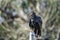 Selective focus of the vulture (Cathartes aura) perched on the fence with a blurry background