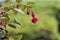 Selective focus was used on this rain covered fuchsia bloom