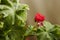 Selective focus on water droplets on green leaves of geranium Pelargonium and blooming red bud.