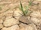 Selective focus on weed grows on weathered texture and background of arid cracked ground. Broken dried mud from arid problem.