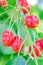 Selective focus wet shiny cluster of red cherries fruit with water drops hanging on tree