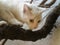 Selective focus of white cat with heterochromia climbed to a branch. An eye is blue,  other yellow